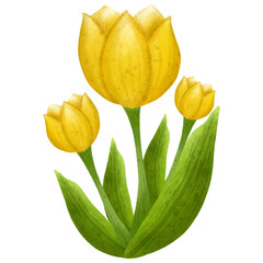 Watercolor Yellow Tulip Flower Illustration
