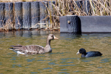 Obraz premium 八丈島では数年に一度しか飛来しない、貴重な 美しく大きなマガン（カモ科） 英名学名：Greater white-fronted goose, Anser albifrons 餌を探す可愛いオオバン（クイナ科） 英名学名：Black Coot (Fulica atra, family comprising coots)東京都伊豆諸島八丈島-2025年 