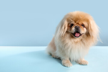 Cute dog on blue background