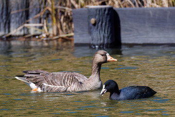 Obraz premium 八丈島では数年に一度しか飛来しない、貴重な 美しく大きなマガン（カモ科） 英名学名：Greater white-fronted goose, Anser albifrons 餌を探す可愛いオオバン（クイナ科） 英名学名：Black Coot (Fulica atra, family comprising coots)東京都伊豆諸島八丈島-2025年 