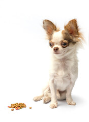 Chihuahua puppy on white background