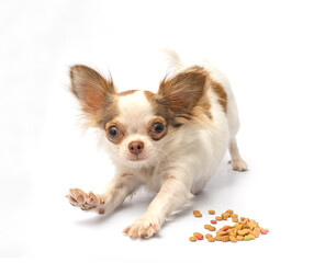 Chihuahua puppy on white background