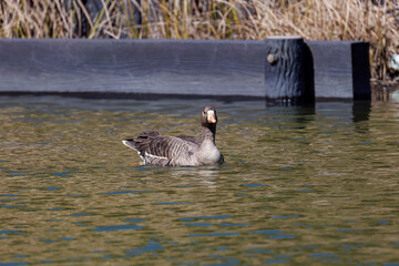 八丈島では数年に一度しか飛来しない、貴重な
美しく大きなマガン（カモ科）
英名学名：Greater white-fronted goose, Anser albifrons
餌を探す可愛いオオバン（クイナ科）
英名学名：Black Coot (Fulica atra, family comprising coots)

東京都伊豆諸島八丈島-2025年
