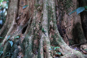 tree trunk with moss