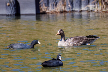 八丈島では数年に一度しか飛来しない、貴重な
美しく大きなマガン（カモ科）
英名学名：Greater white-fronted goose, Anser albifrons
餌を探す可愛いオオバン（クイナ科）
英名学名：Black Coot (Fulica atra, family comprising coots)

東京都伊豆諸島八丈島-2025年
