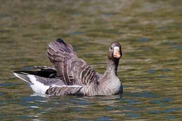 八丈島では数年に一度しか飛来しない、貴重な
美しく大きなマガン（カモ科）
英名学名：Greater white-fronted goose, Anser albifrons
餌を探す可愛いオオバン（クイナ科）
英名学名：Black Coot (Fulica atra, family comprising coots)

東京都伊豆諸島八丈島-2025年
