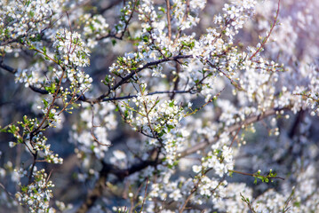 Cherry blossom branch in the garden in spring
