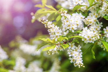 Bird cherry branches in the garden in spring
