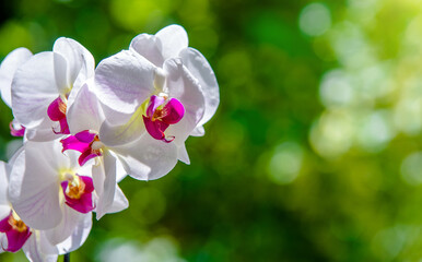 Branch of a white orchid on a green natural background
