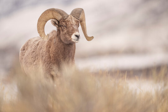 Portrait of a Majestic Bighorn Sheep in Its Natural Habitat