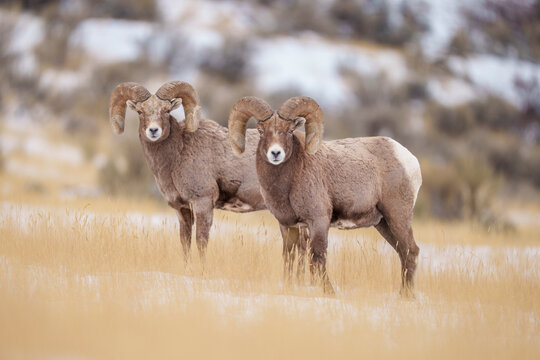 Two Bighorn Sheep Standing in a Grassland Landscape During Winte