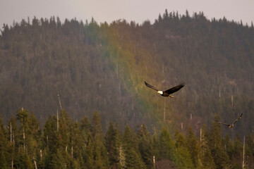 Bald Eagle Flying Majestically Over Forested Hills with Visible