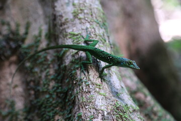 green lizard