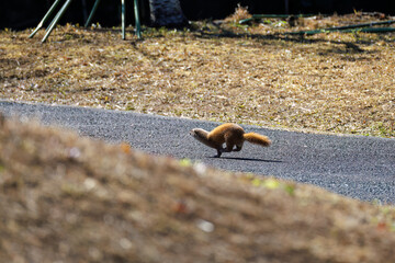 池に飛び込んでアカハライモリを捕まえた。
可愛いニホンイタチ（イタチ科）
英名学名：Japanese weasel (Mustela itatsi)
東京都伊豆諸島八丈島-2025年
