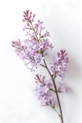 Obraz premium Delicate Lilac Branch Showcasing Soft Pastel Purple Flowers in Springtime Bloom
