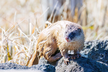 池に飛び込んでアカハライモリを捕まえた。
可愛いニホンイタチ（イタチ科）
英名学名：Japanese weasel (Mustela itatsi)
東京都伊豆諸島八丈島-2025年
