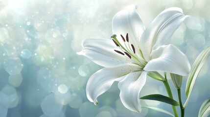 Stunning White Lily in Soft Light