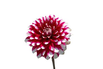 dahlia flower isolated on a white background