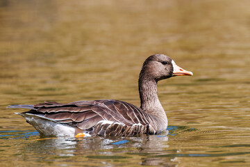 八丈島では数年に一度しか飛来しない、貴重な
美しく大きなマガン（カモ科）
英名学名：Greater white-fronted goose, Anser albifrons
東京都伊豆諸島八丈島-2025年
