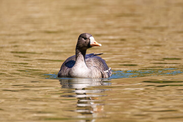 八丈島では数年に一度しか飛来しない、貴重な
美しく大きなマガン（カモ科）
英名学名：Greater white-fronted goose, Anser albifrons
東京都伊豆諸島八丈島-2025年
