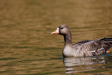 八丈島では数年に一度しか飛来しない、貴重な
美しく大きなマガン（カモ科）
英名学名：Greater white-fronted goose, Anser albifrons
東京都伊豆諸島八丈島-2025年
