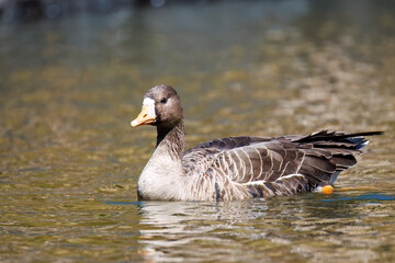 八丈島では数年に一度しか飛来しない、貴重な
美しく大きなマガン（カモ科）
英名学名：Greater white-fronted goose, Anser albifrons
東京都伊豆諸島八丈島-2025年
