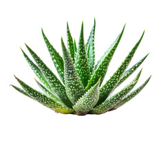 aloe vera isolated on white