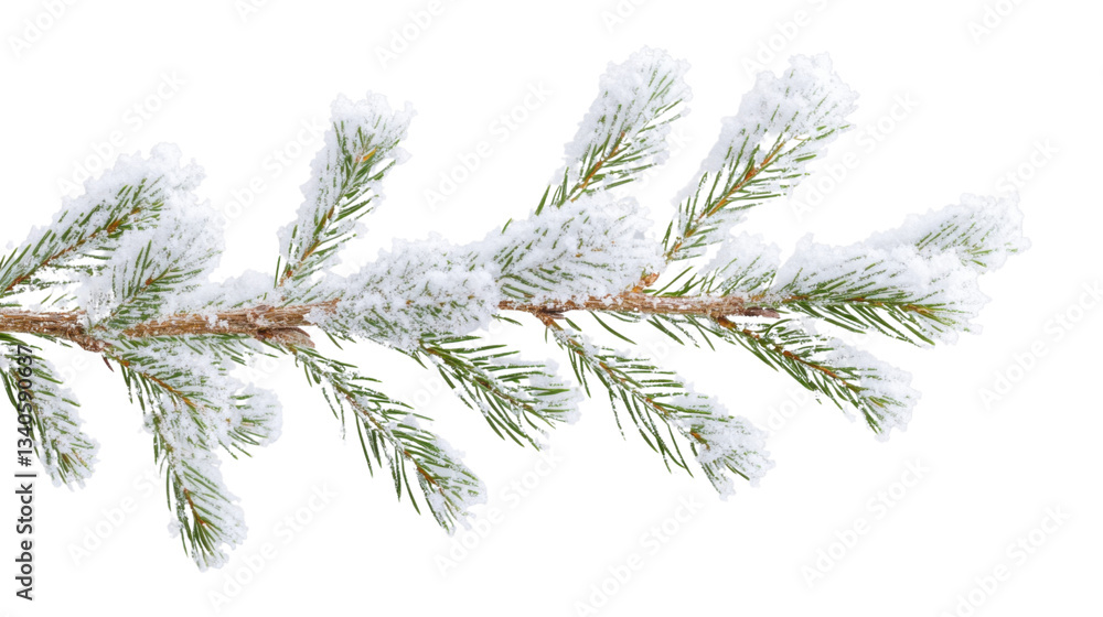 Poster pine branch covered with snow on transparent background