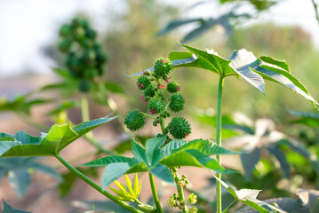 Green plant of ricinus communis. The castor oil plant in the spurge family