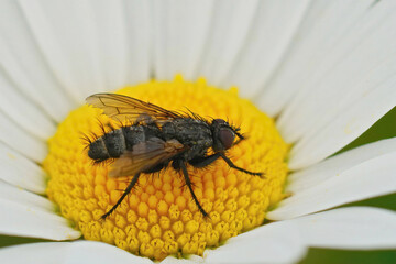 Closeup on the rare Grizzled Woodlouse-fly, Stevenia deceptoria fly, on a yellow white Leucanthemum vulgare flower