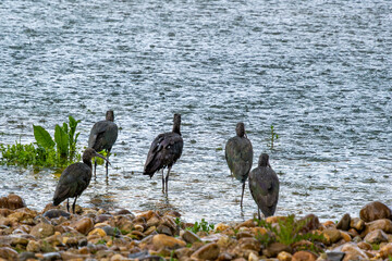 Grupo de Plegadis Falcinellus en la orilla de laguna de aves migratoria quietas bajo la lluvia matina de un día invernal