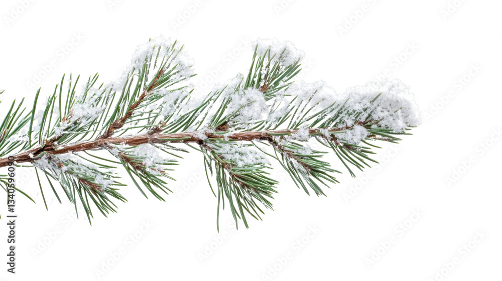 Poster pine branch covered with snow on transparent background