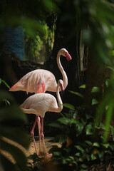 Graceful Flamingos in a Dark Tropical Habitat