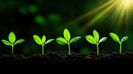 Naklejka premium Growth, Nature's Progression: Seedlings Emerging in Sunlight