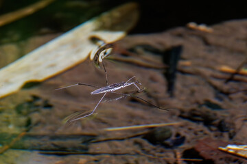 せせらぎを泳ぐアメンボ（アメンボ科）。
英名学名：strider (Gerris paludum) 
三原山の麓にあるホタル水路。
美しい清流が流れ、夏の夜にはホタルが乱舞する。
島の名産である、フェニックス・ロベレニーなどの南洋植物が繁茂する。
東京都伊豆諸島八丈島-2025年

