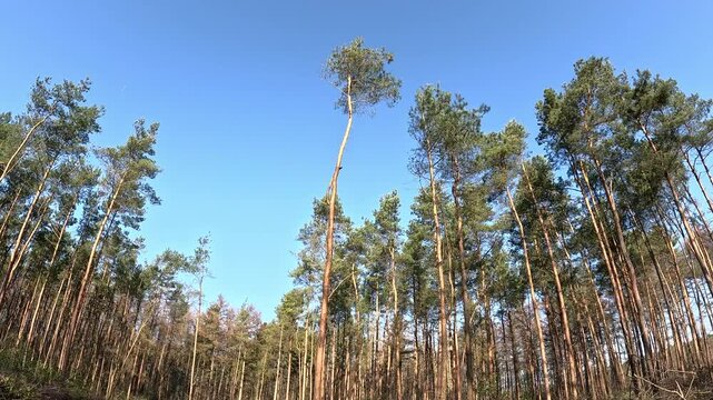 Shot of trees in forest in a cold winter with the sun shining.