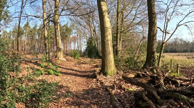 Point of view walking through a forest.
