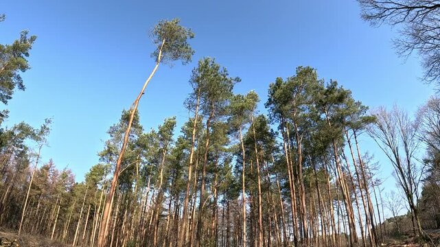 Shot of trees in winter