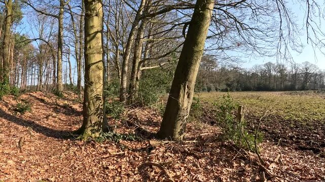 Shot walking through a forest in the winter.