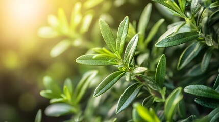 Obraz premium Bright sunlight illuminates the vibrant green leaves of a plant