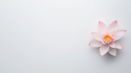 Fototapeta premium Serene Pink Lotus Blossom on White Background