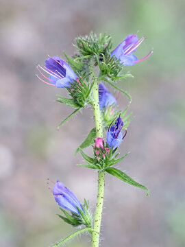 Viper's Bugloss, Echium vulgare, also known as Blue devil or Blueweed, wild flowering plant from Finland