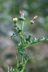 Spiny Milk-thistle, Sonchus asper, also known as Prickly sow-thistle or Spiny sowthistle, wild flowering plant from Finland