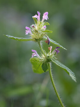 Bifid Hemp-nettle, Galeopsis bifida, wild flowering plant from Finland