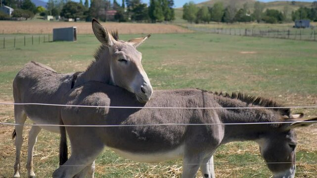 Slow motion view of two donkeys mules cuddling animal species on farmland countryside paddock acreage with fence in rural town Australia nature pet breed equine domestic stables ranch