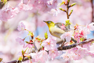 美しい河津桜の間を飛び回って花の蜜を吸う可愛いシチトウメジロ（メジロ科）。
伊豆諸島の固有種である。
英名学名：White-eye(stejnegeri), Zosterops japonicus stejnegeri
東京都伊豆諸島八丈島-2025年
