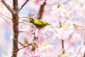 美しい河津桜の間を飛び回って花の蜜を吸う可愛いシチトウメジロ（メジロ科）。
伊豆諸島の固有種である。
英名学名：White-eye(stejnegeri), Zosterops japonicus stejnegeri
東京都伊豆諸島八丈島-2025年

