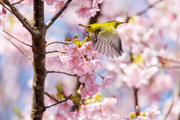 美しい河津桜の間を飛び回って花の蜜を吸う可愛いシチトウメジロ（メジロ科）。
伊豆諸島の固有種である。
英名学名：White-eye(stejnegeri), Zosterops japonicus stejnegeri
東京都伊豆諸島八丈島-2025年

