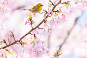 美しい河津桜の間を飛び回って花の蜜を吸う可愛いシチトウメジロ（メジロ科）。
伊豆諸島の固有種である。
英名学名：White-eye(stejnegeri), Zosterops japonicus stejnegeri

東京都伊豆諸島八丈島-2025年
