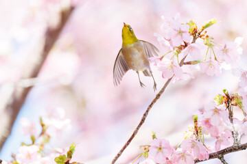 美しい河津桜の間を飛び回って花の蜜を吸う可愛いシチトウメジロ（メジロ科）。
伊豆諸島の固有種である。
英名学名：White-eye(stejnegeri), Zosterops japonicus stejnegeri

東京都伊豆諸島八丈島-2025年
